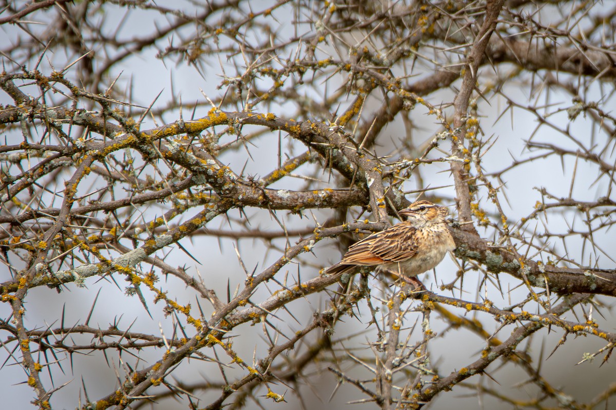 Fawn-colored Lark (Foxy) - ML651614342