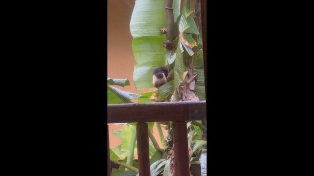 Animals - ML651614359