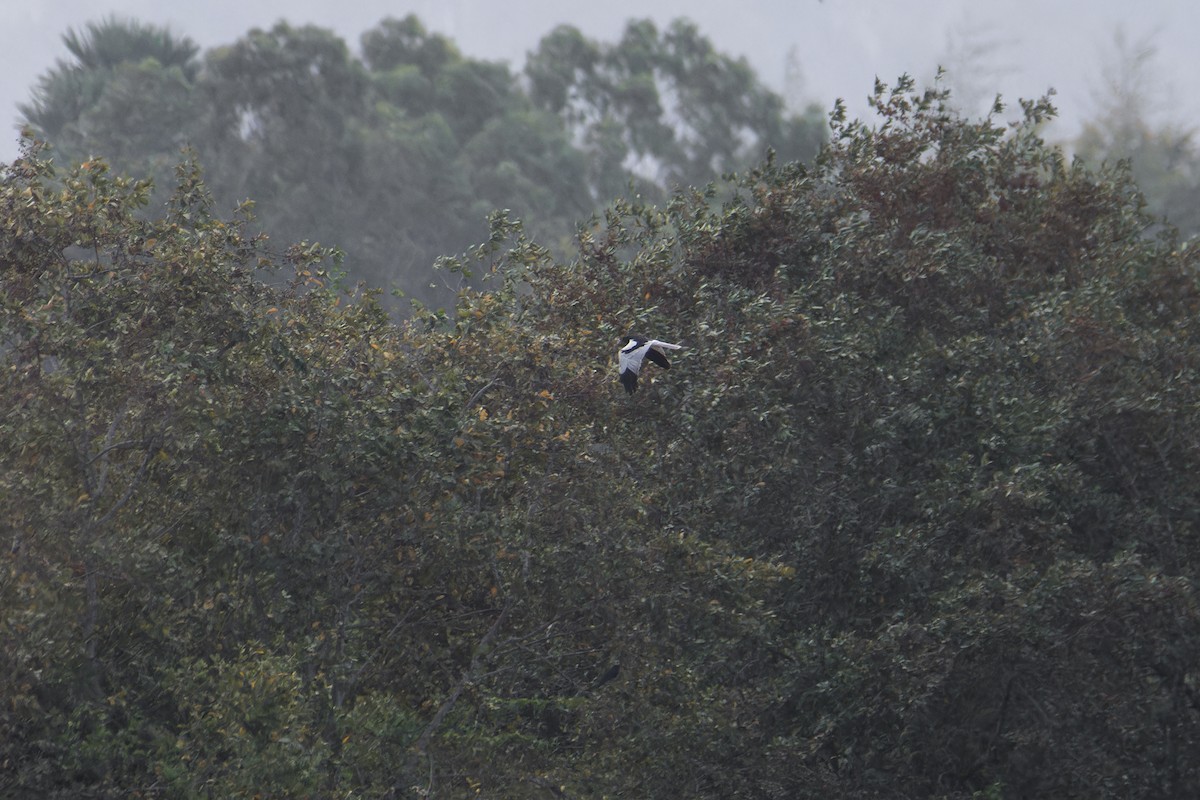 Pied Harrier - ML651615032