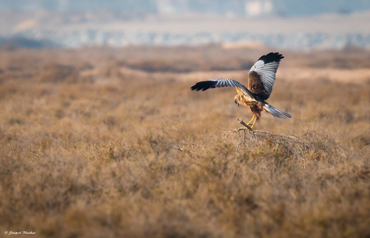 Western Marsh Harrier - Swapnil Bhosekar