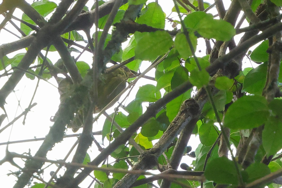 Barbudo Oliváceo - ML651615526