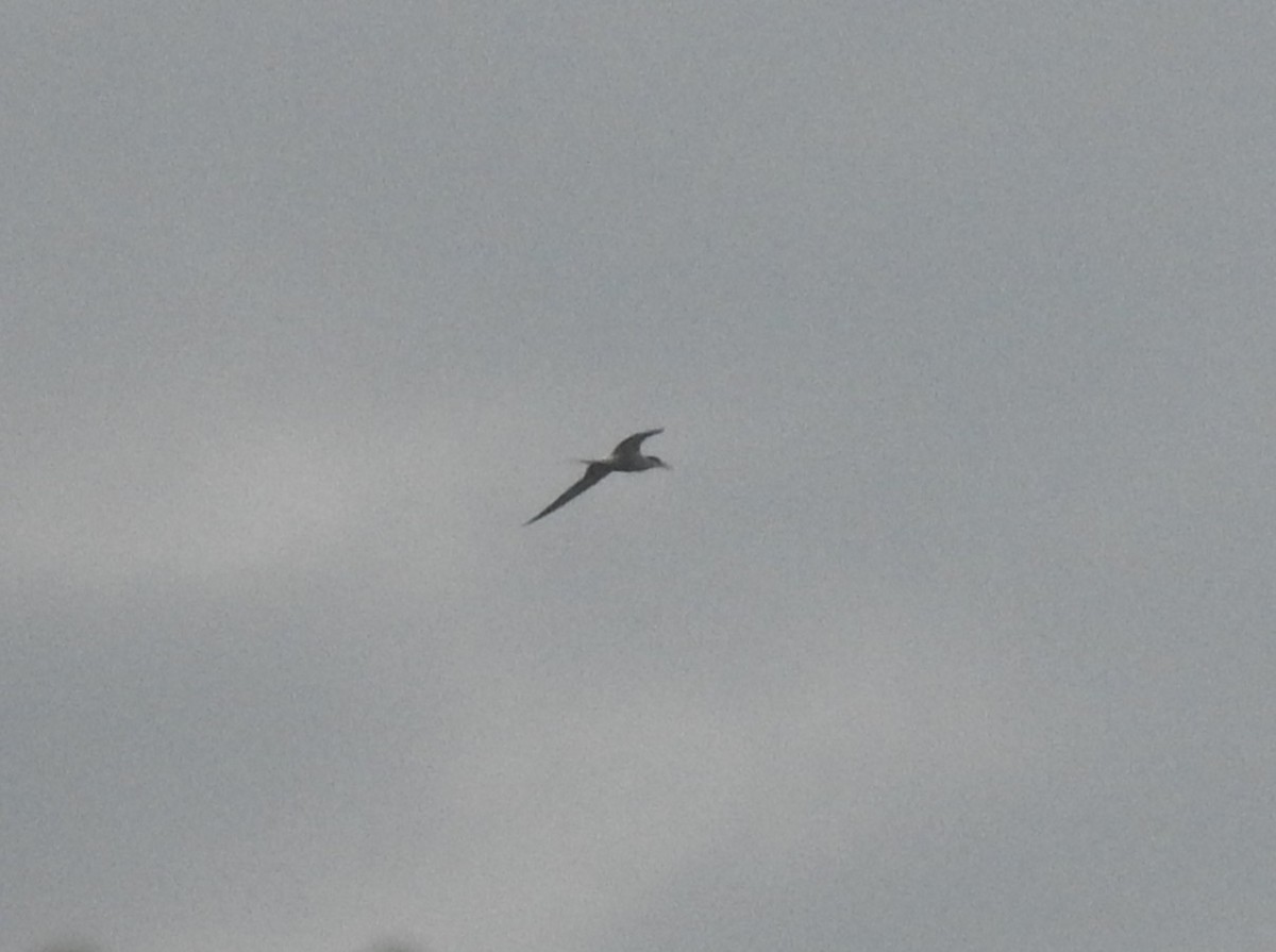 Sterna comune (hirundo/tibetana) - ML651616573