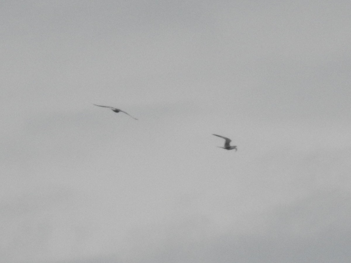 Sterna comune (hirundo/tibetana) - ML651616574