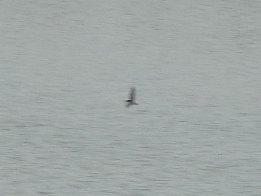 Mignattino comune - ML651616625