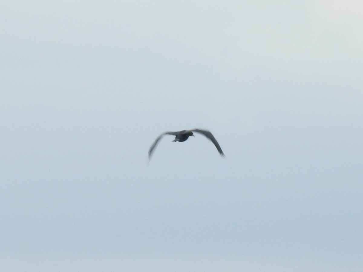 Cormorano - ML651616776