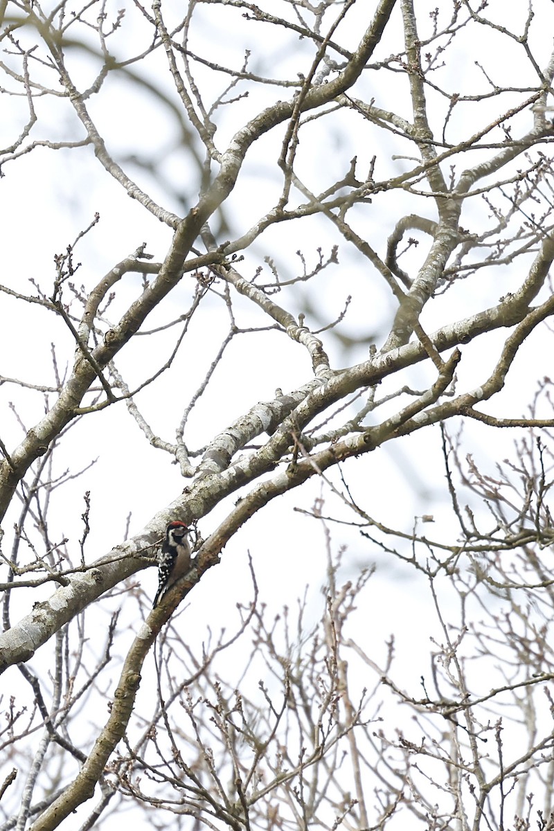 Малый пёстрый дятел - ML651616937