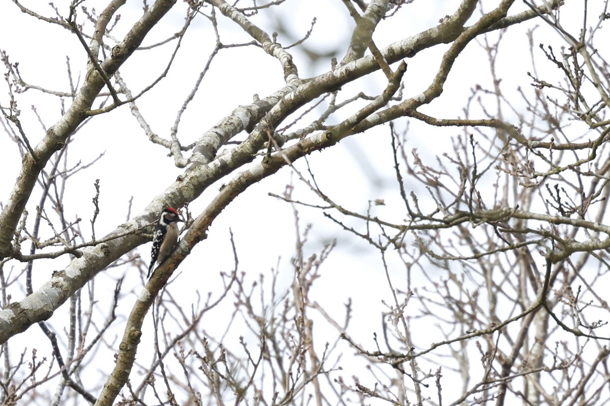 Малый пёстрый дятел - ML651616938