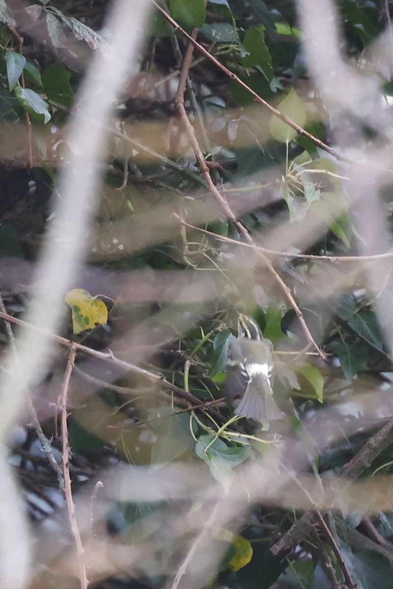 Корольковая пеночка - ML651617023