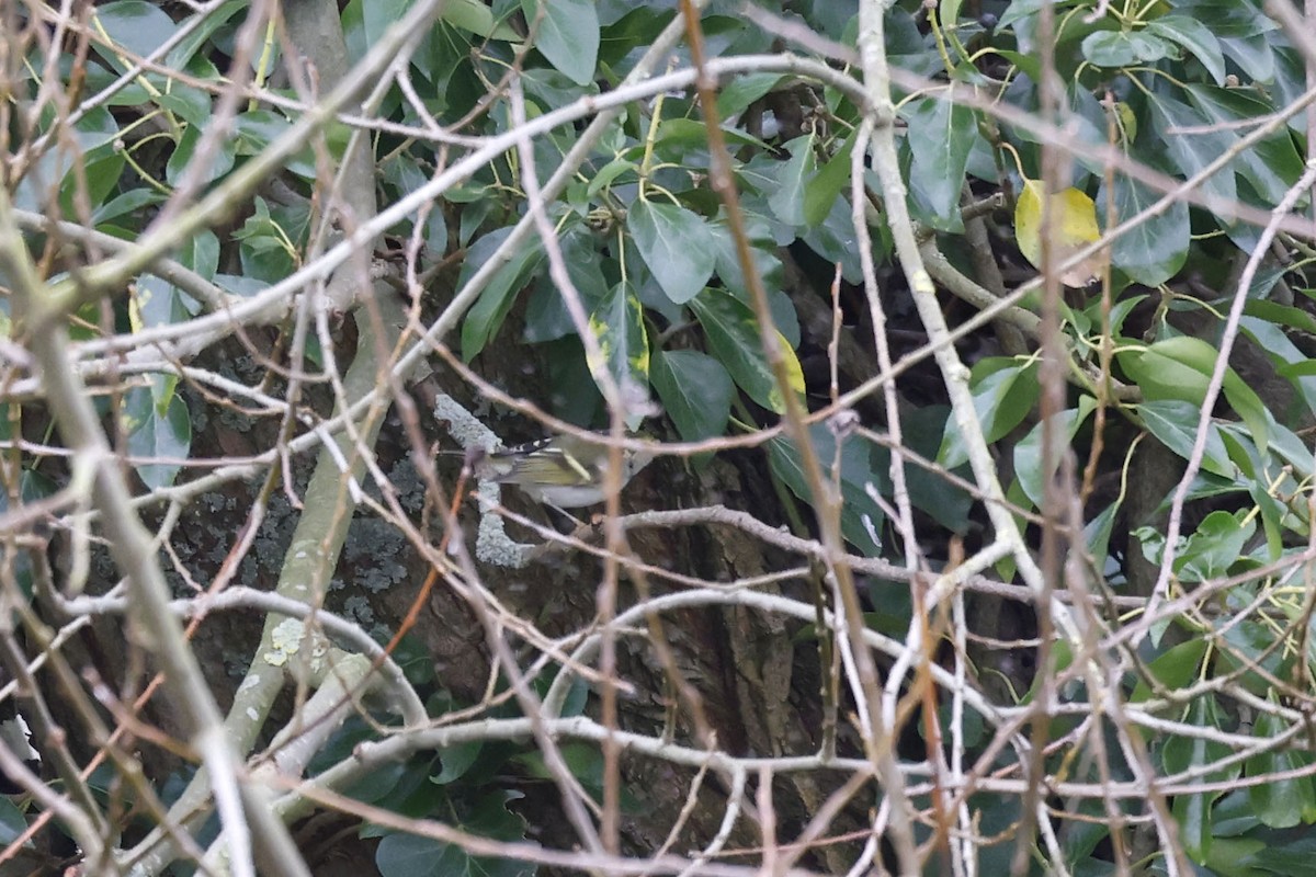 Корольковая пеночка - ML651617024