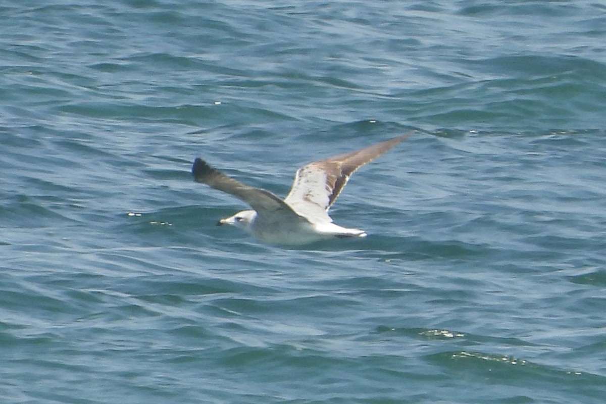 アカハシカモメ - ML651617555