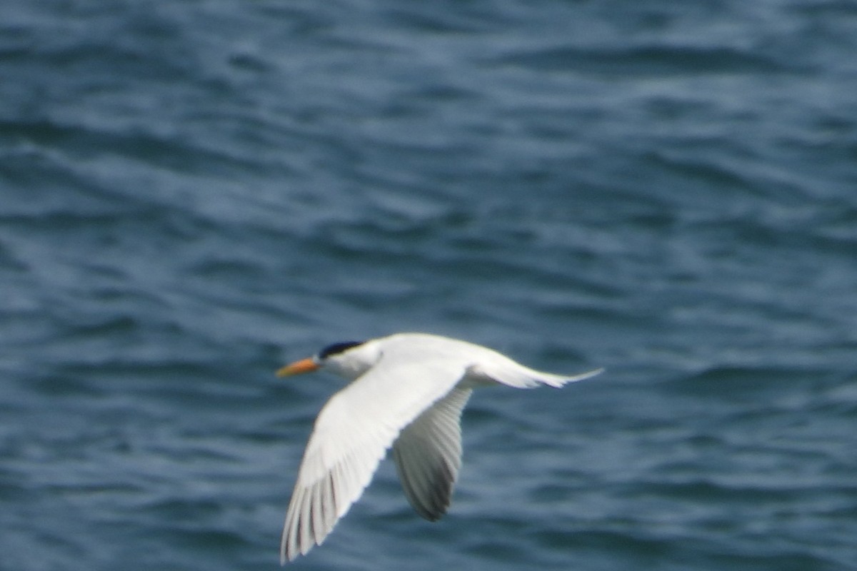 アフリカオオアジサシ - ML651617562