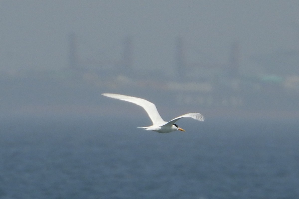 アフリカオオアジサシ - ML651617579