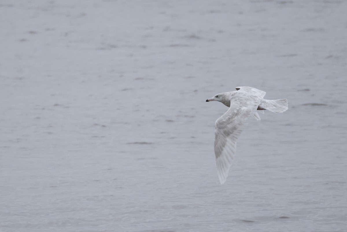 Бургомистр - ML651618178