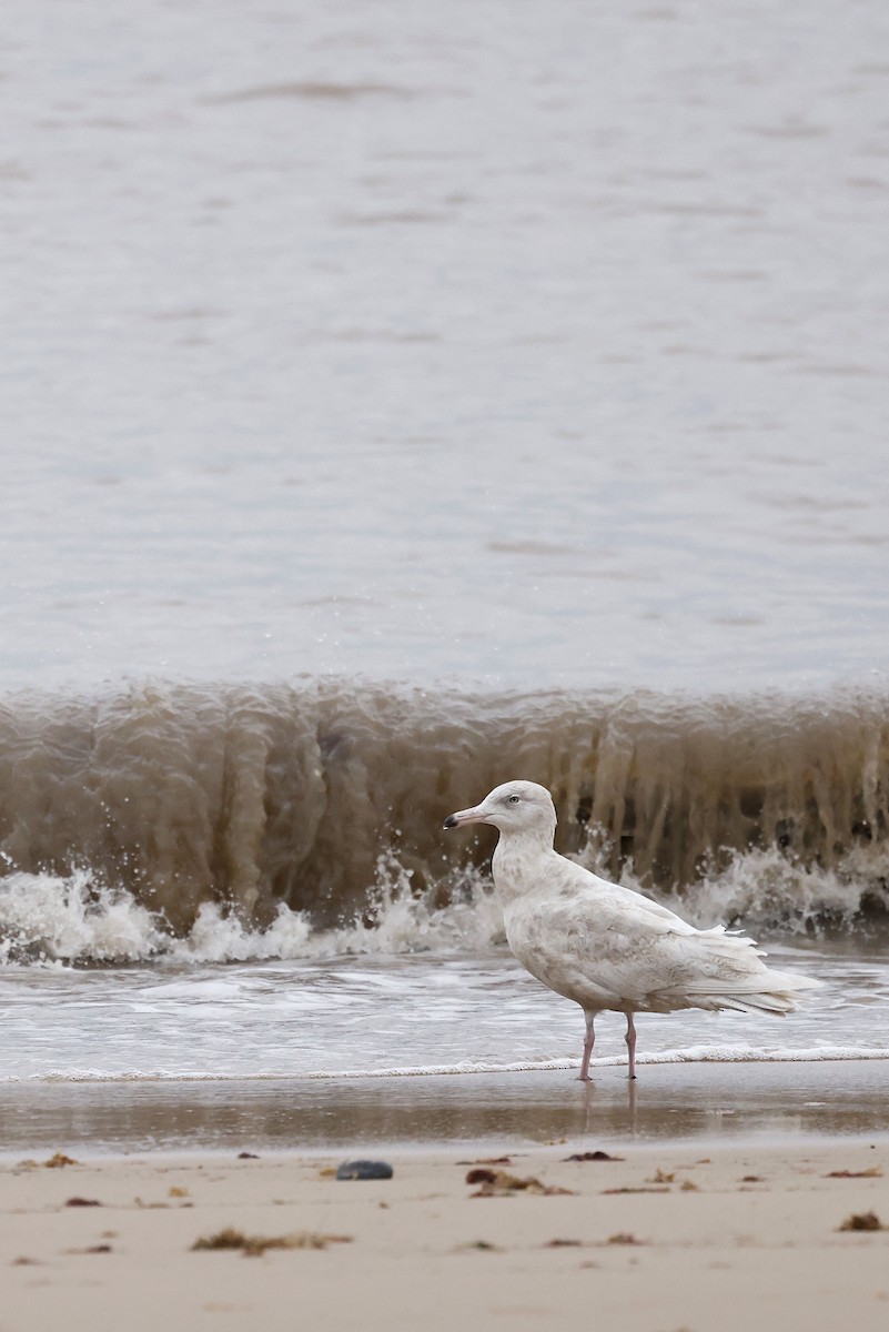 Бургомистр - ML651618180
