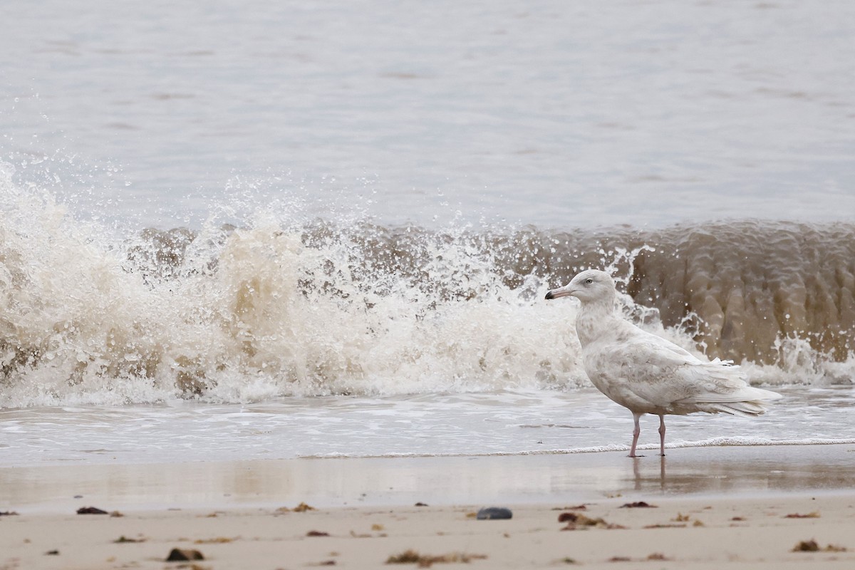 Бургомистр - ML651618181
