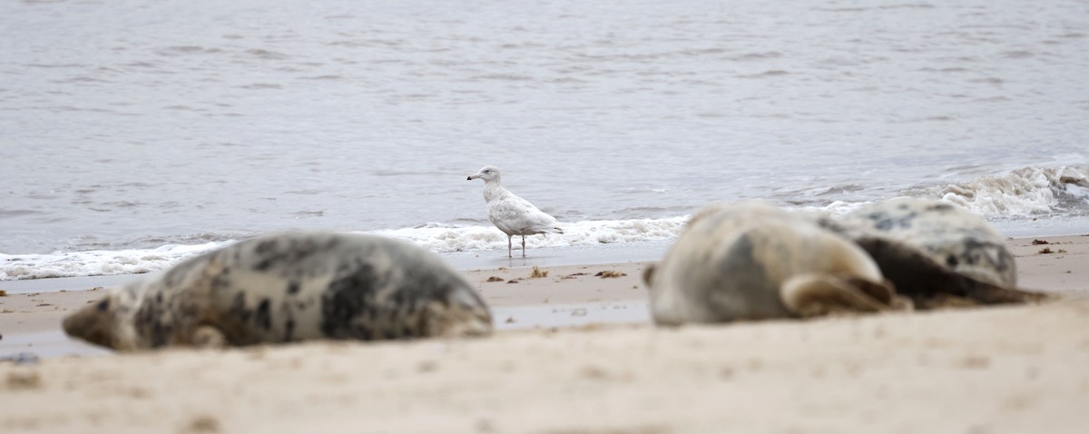 Бургомистр - ML651618182