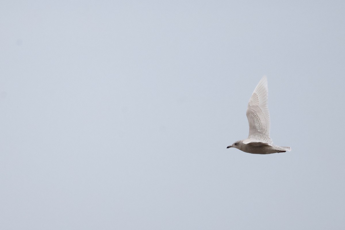 Полярная чайка - ML651618193