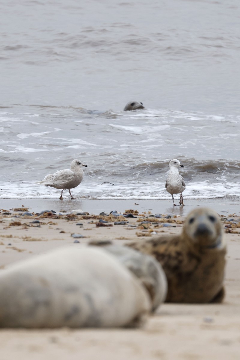 Полярная чайка - ML651618195