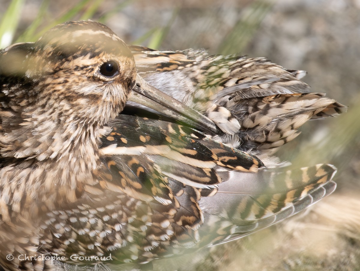 Magellanic Snipe - ML651620155