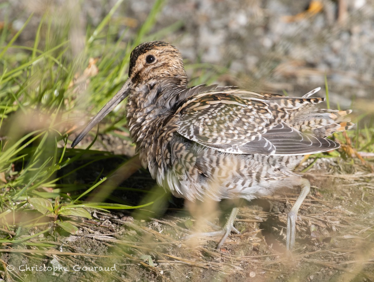 Magellanic Snipe - ML651620156