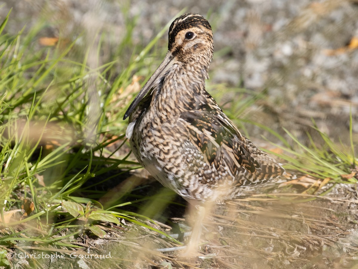 Magellanic Snipe - ML651620157