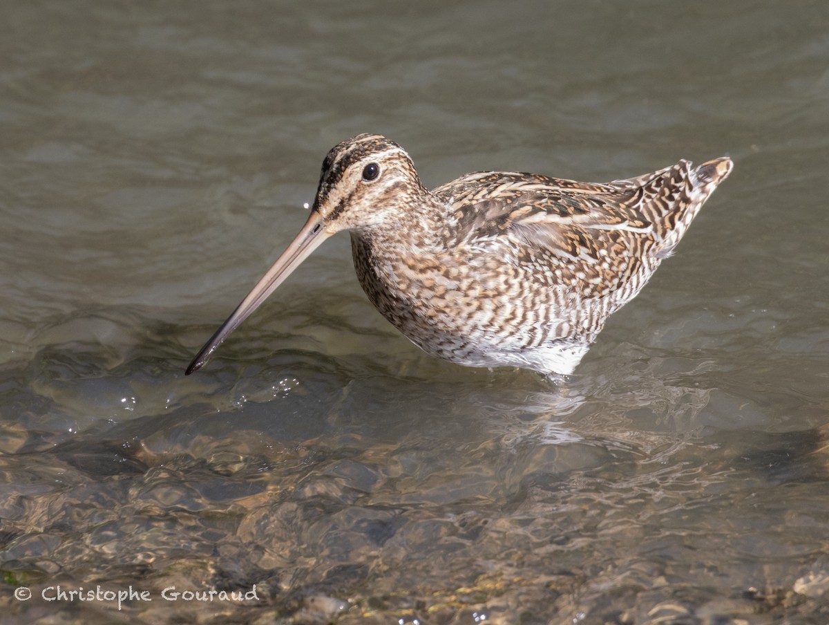 Magellanic Snipe - ML651620158