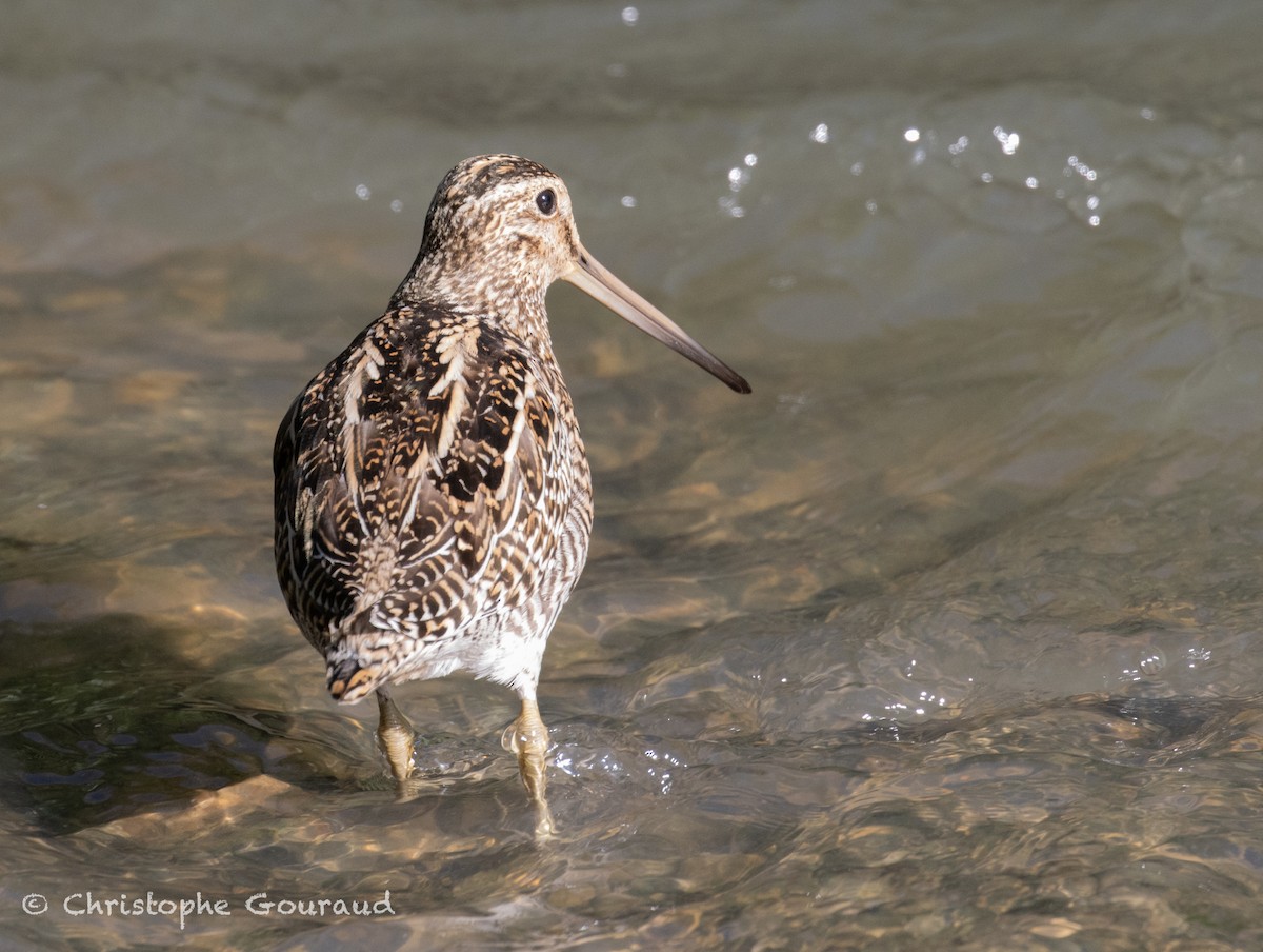 Magellanic Snipe - ML651620159
