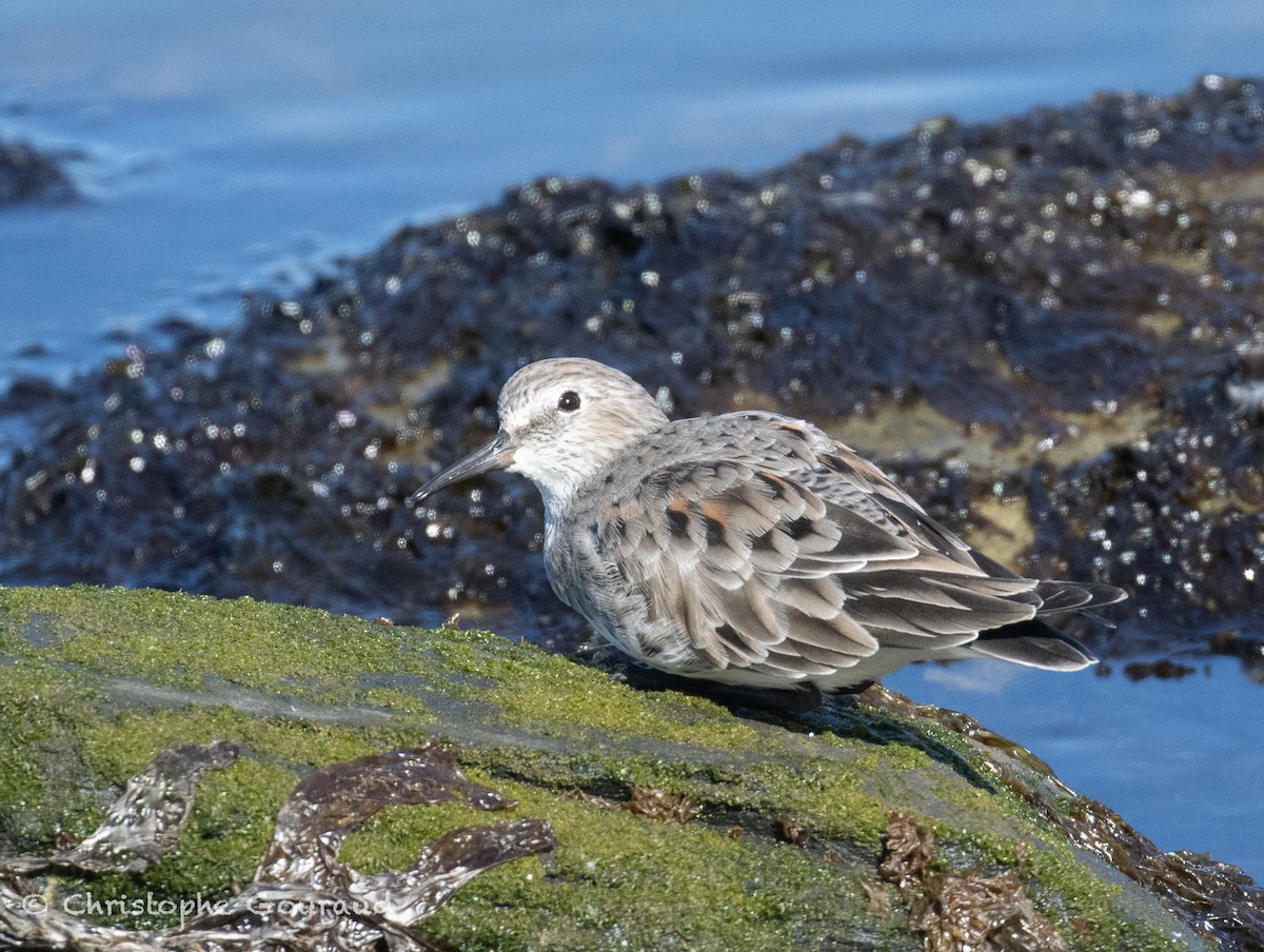 White-rumped Sandpiper - ML651620183