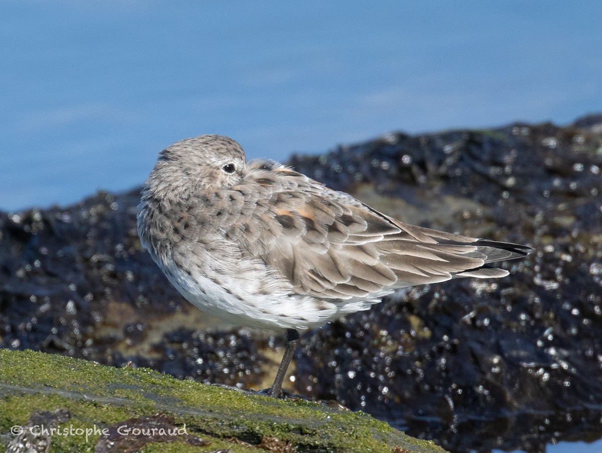 White-rumped Sandpiper - ML651620184