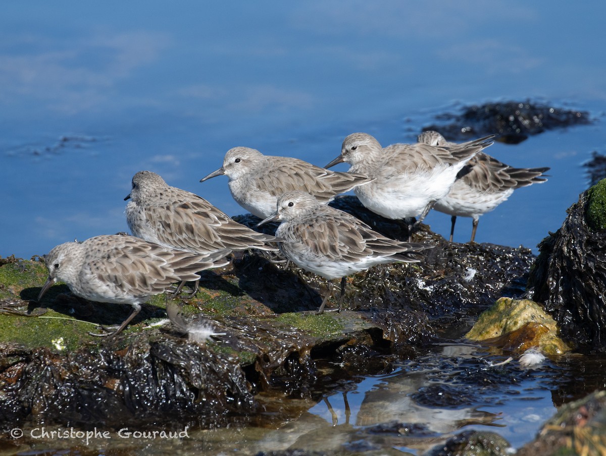 White-rumped Sandpiper - ML651620185