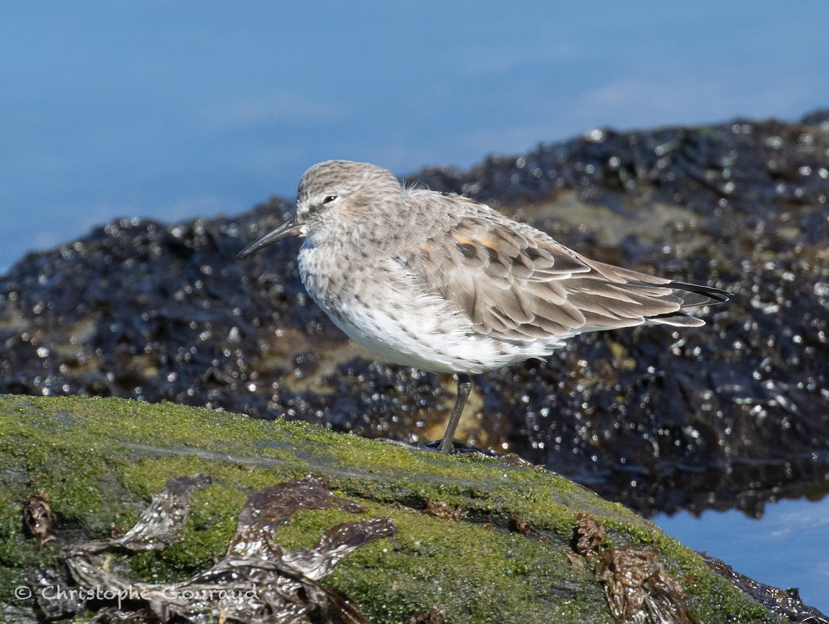 White-rumped Sandpiper - ML651620186