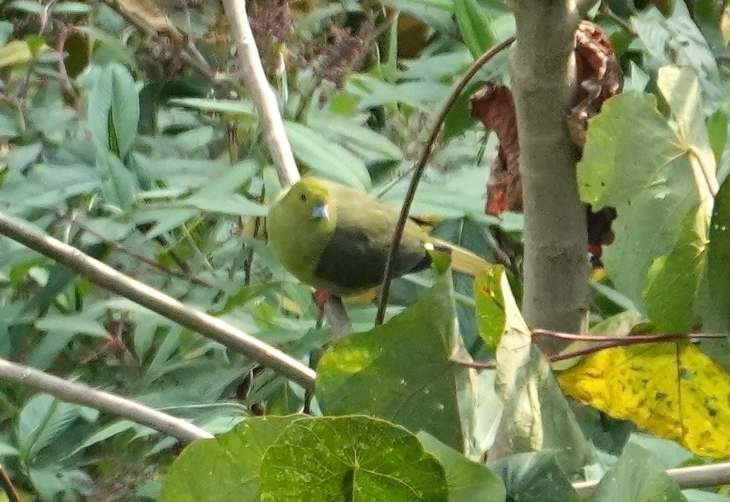 Kama Kuyruklu Yeşil Güvercin - ML651620219