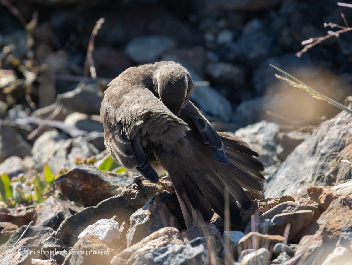 Buff-winged Cinclodes - ML651620224