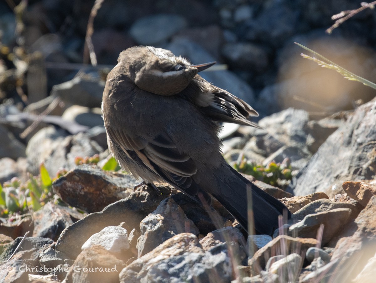 Buff-winged Cinclodes - ML651620225