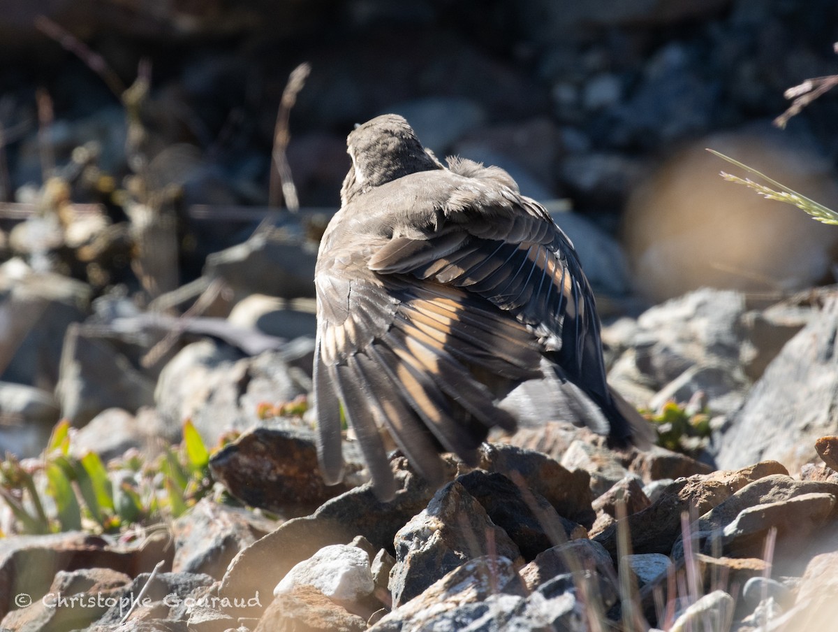 Buff-winged Cinclodes - ML651620226