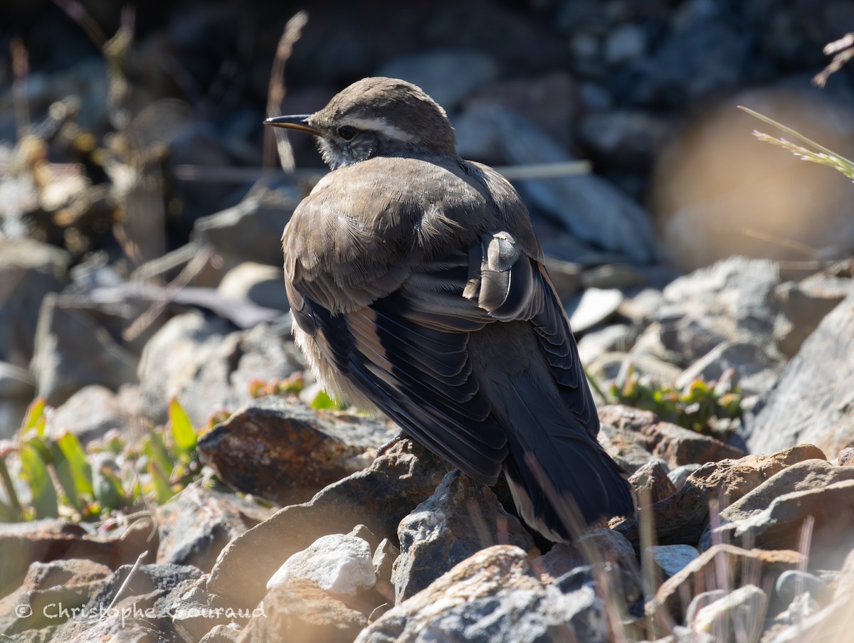 Buff-winged Cinclodes - ML651620227