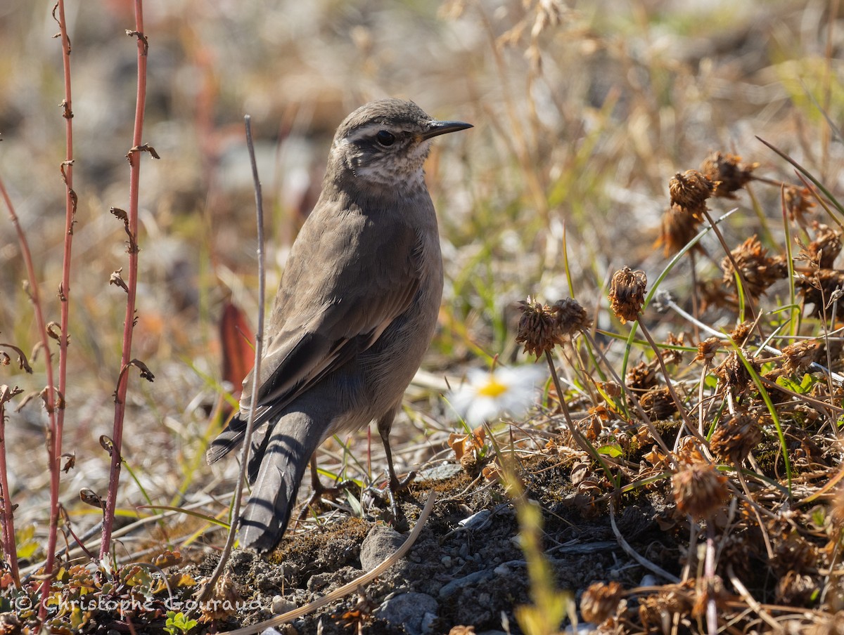 Buff-winged Cinclodes - ML651620228
