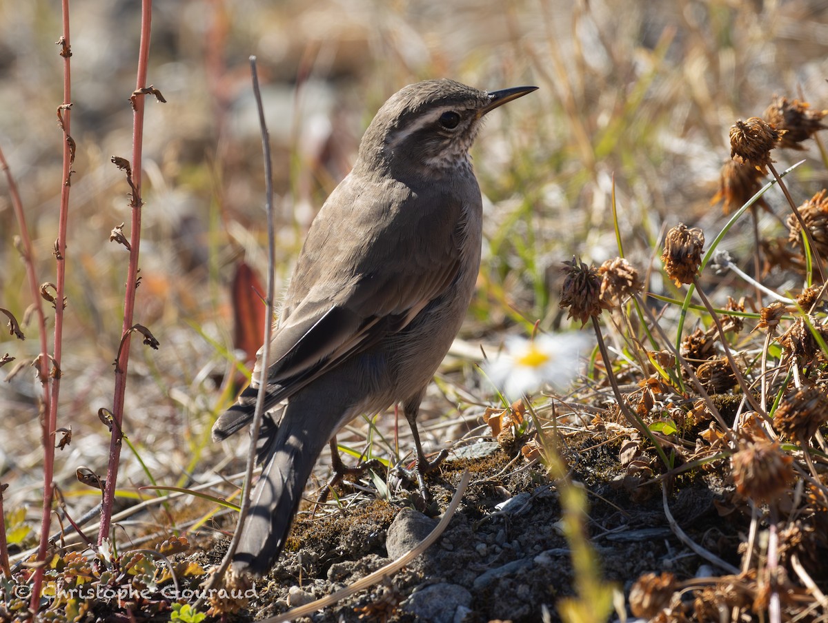 Buff-winged Cinclodes - ML651620229