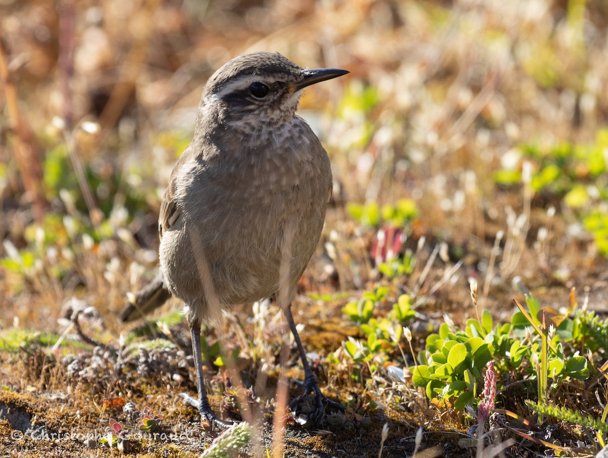 Buff-winged Cinclodes - ML651620230