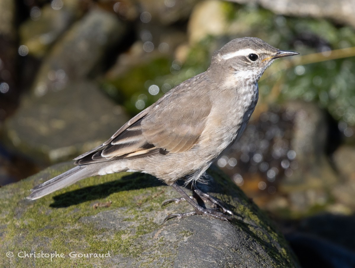 Buff-winged Cinclodes - ML651620232