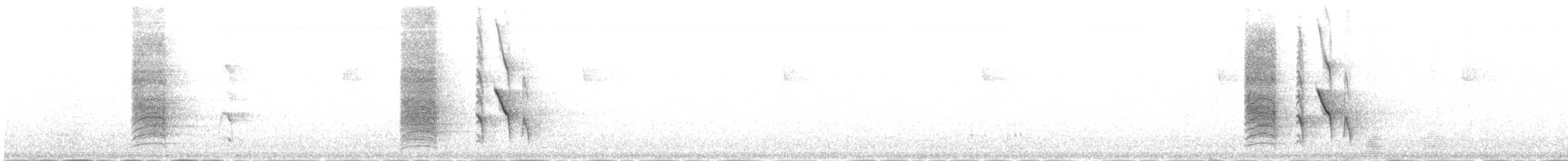hårdrongo (hottentottus/brevirostris) - ML651620754