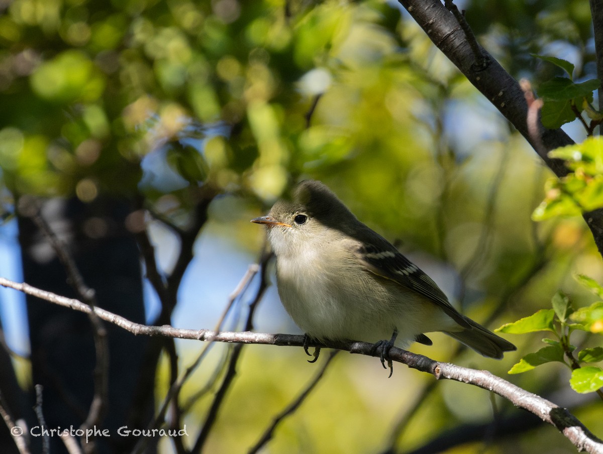 White-crested Elaenia (Chilean) - ML651620832