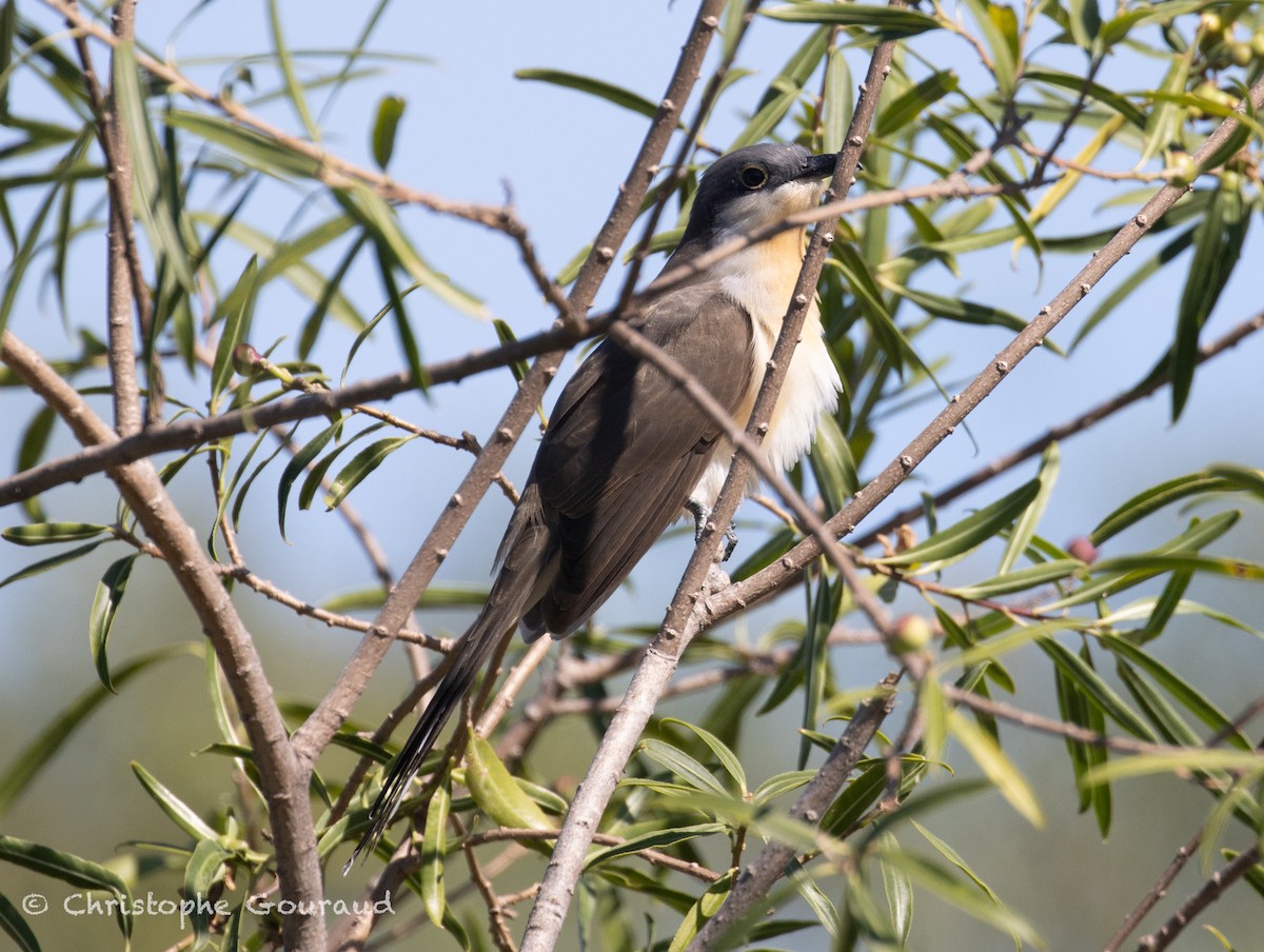 Dark-billed Cuckoo - ML651620872