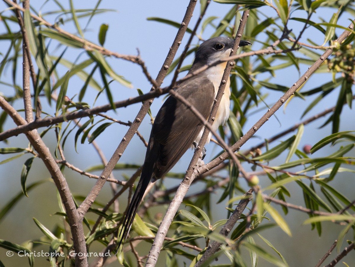 Dark-billed Cuckoo - ML651620873