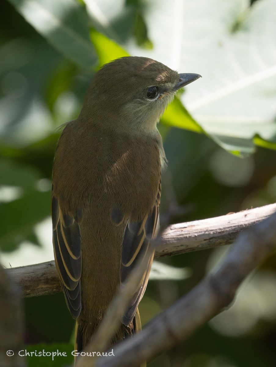 White-winged Becard - ML651620915