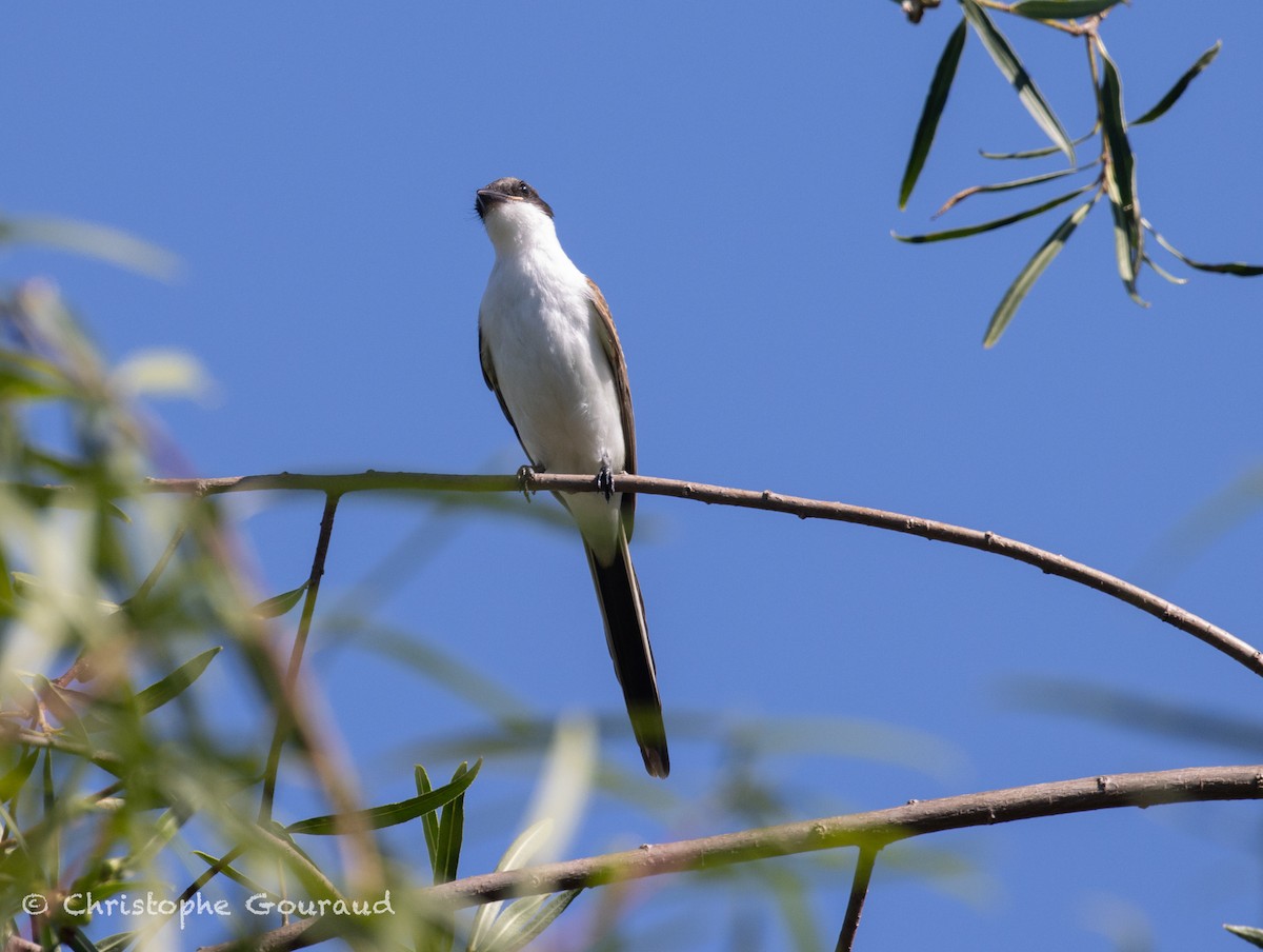 Fork-tailed Flycatcher - ML651620926