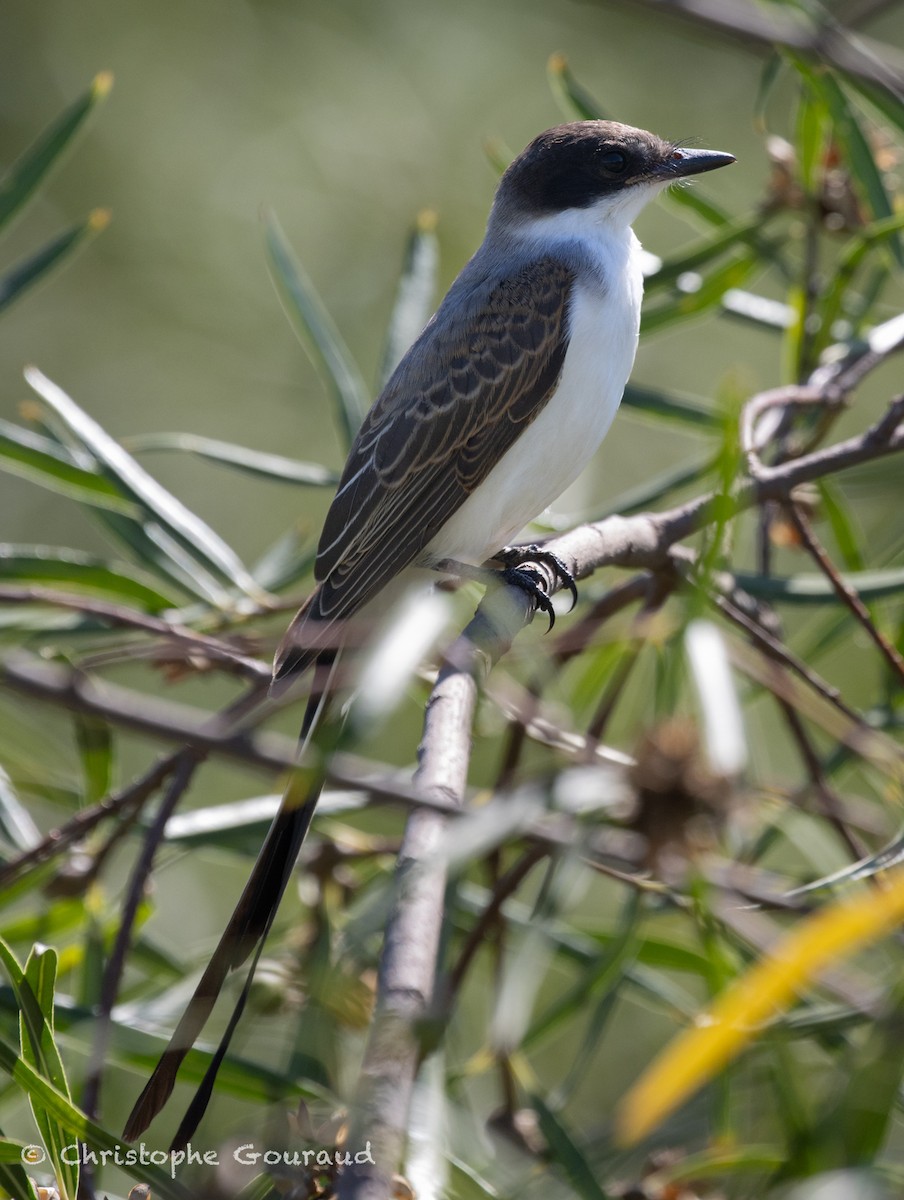 Fork-tailed Flycatcher - ML651620927