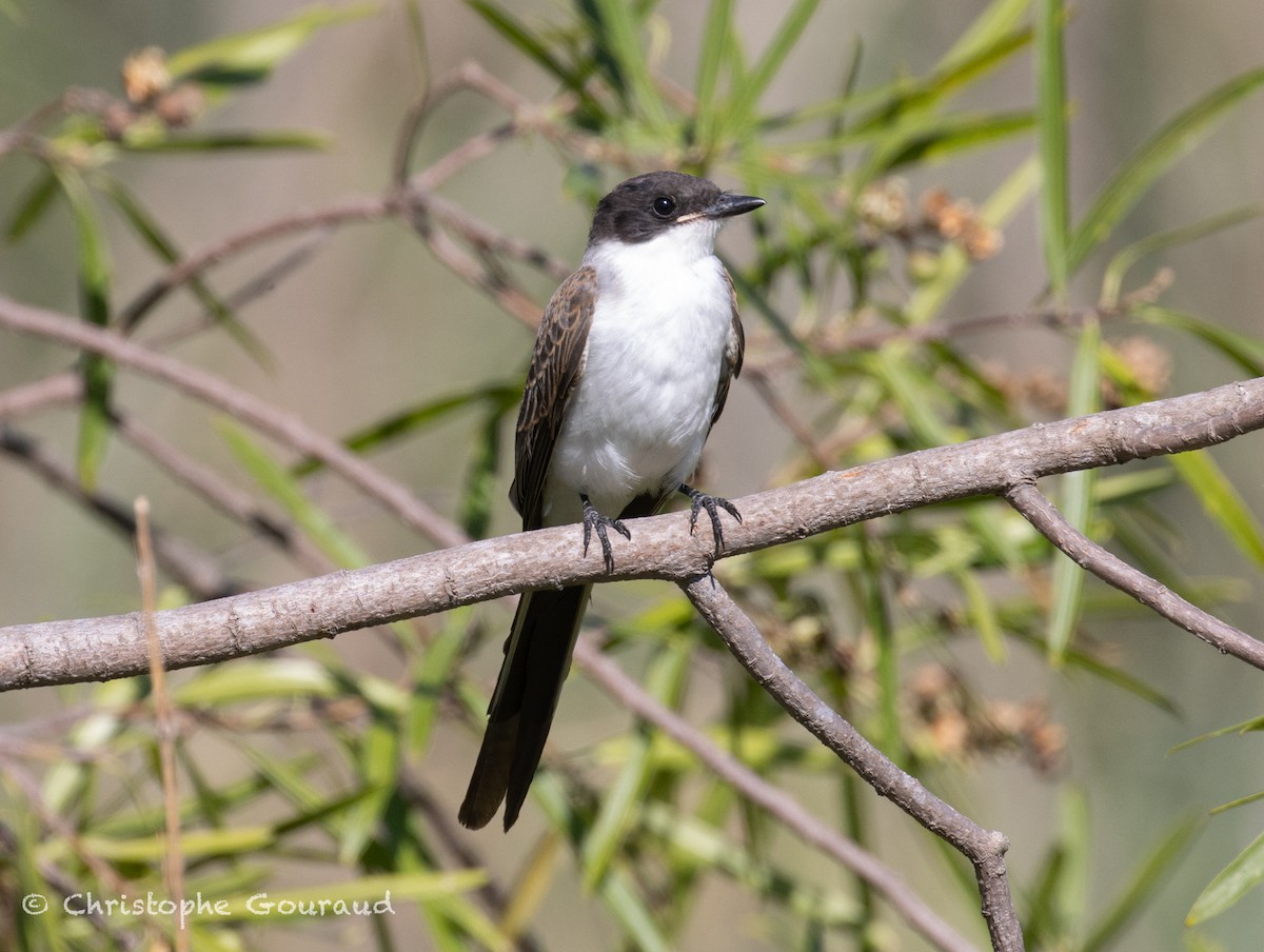 Fork-tailed Flycatcher - ML651620928