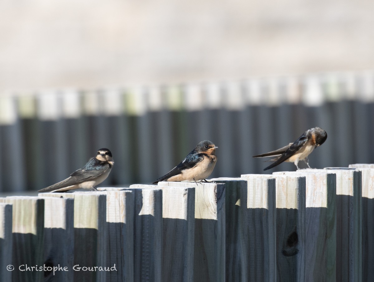 家燕(erythrogaster) - ML651620936