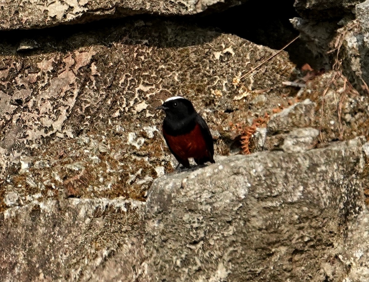 Ak Başlı Kızılkuyruk - ML651620973